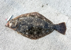 ヒラメの釣果