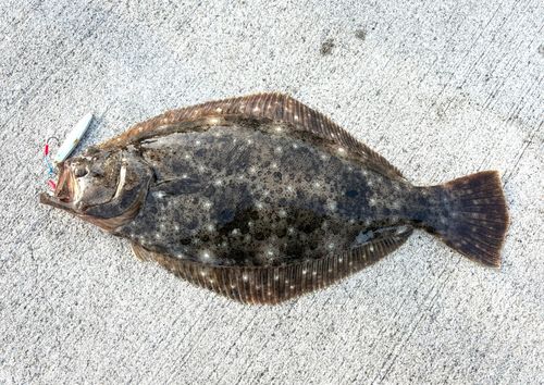 ヒラメの釣果