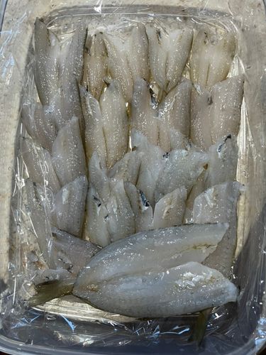 キスの釣果