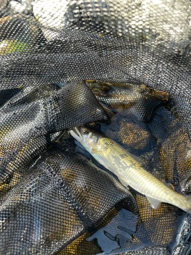アユの釣果