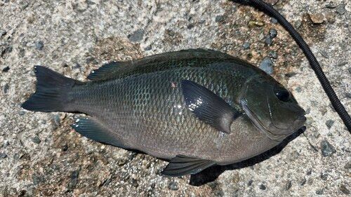 グレの釣果