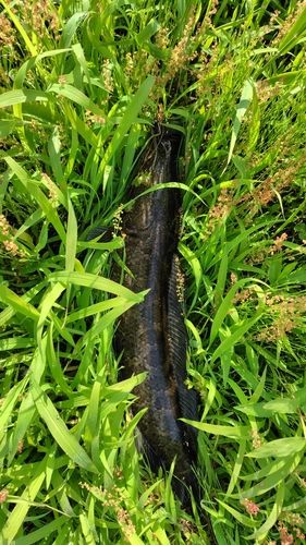 ライギョの釣果