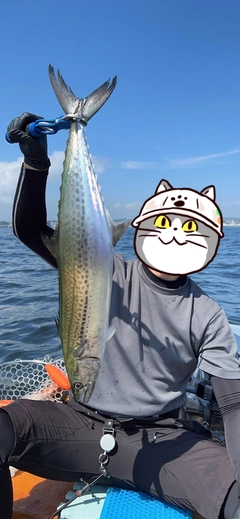 サワラの釣果