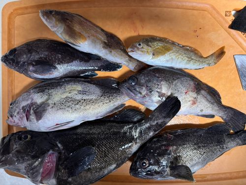クロソイの釣果