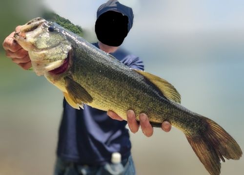 ラージマウスバスの釣果