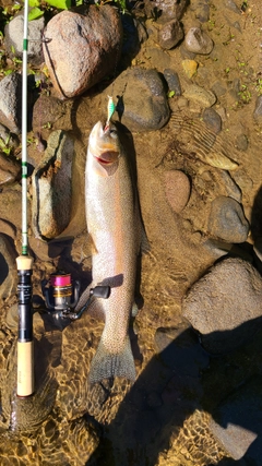 ニジマスの釣果