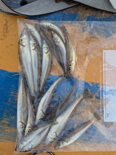 シロギスの釣果