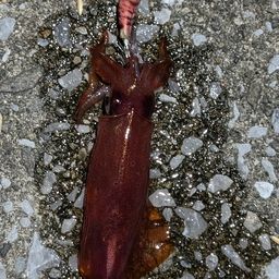 ケンサキイカ