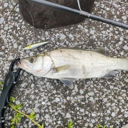 セイゴ（マルスズキ）