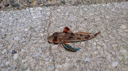 ホウボウの釣果