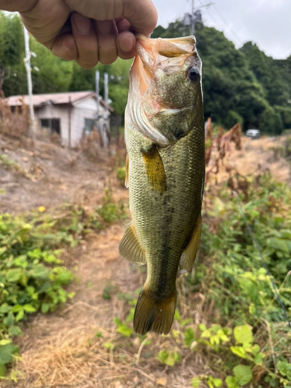 ラージマウスバス