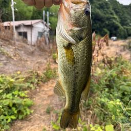 ラージマウスバス