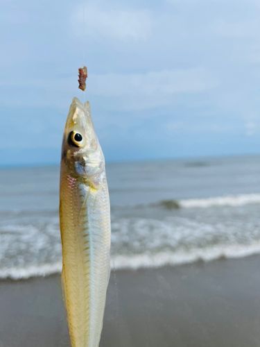 シロギスの釣果