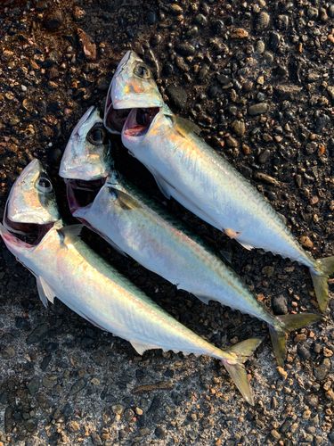 サバの釣果