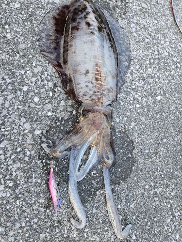 アオリイカの釣果