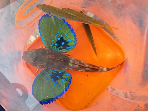 ホウボウの釣果