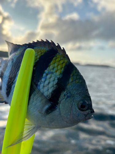ハコフグの釣果