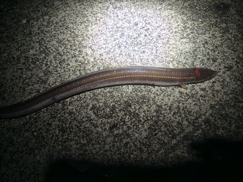 マアナゴの釣果