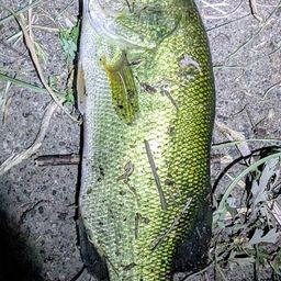 ラージマウスバス