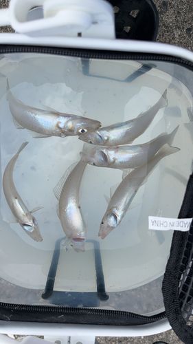 シロギスの釣果