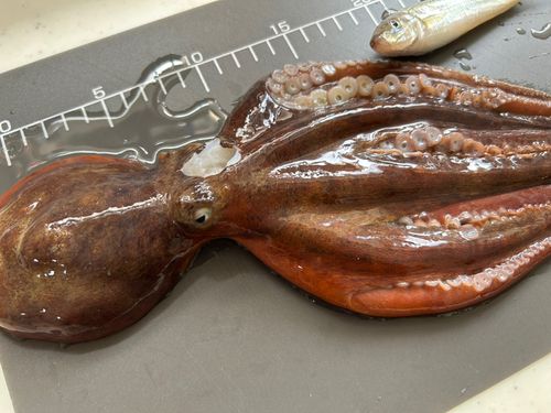 タコの釣果