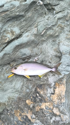 ヒラスの釣果