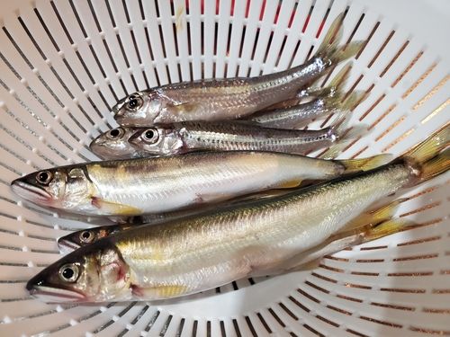 アユの釣果
