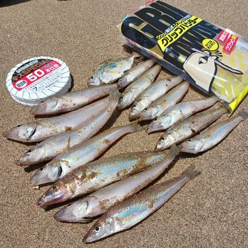 シロギスの釣果