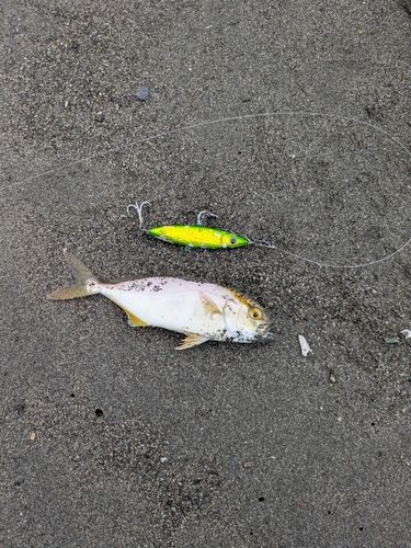 ショゴの釣果