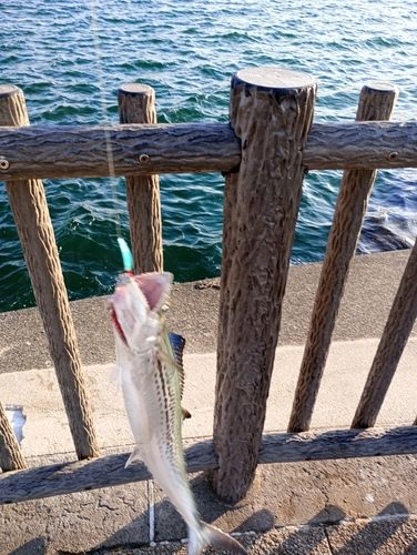 サゴシの釣果
