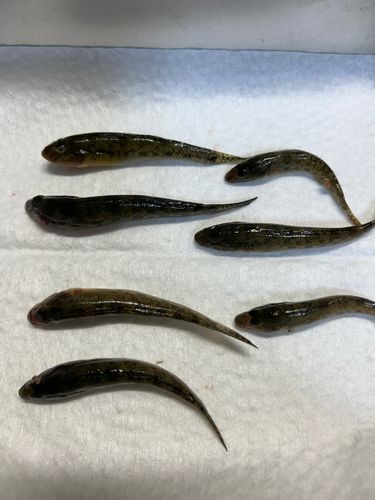 マハゼの釣果