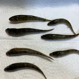 マハゼ