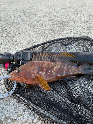 キジハタの釣果