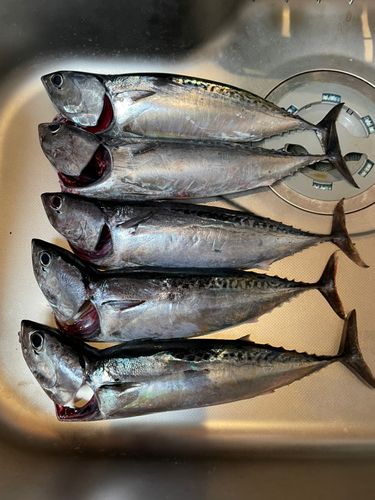 ソウダガツオの釣果