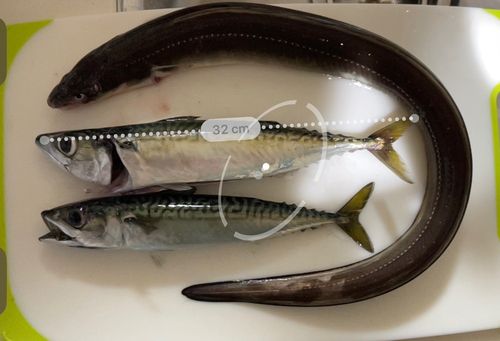 マアナゴの釣果