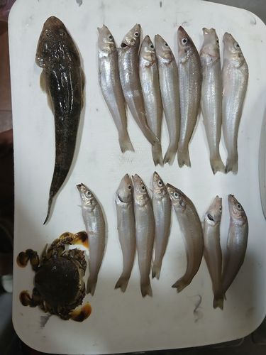 キスの釣果