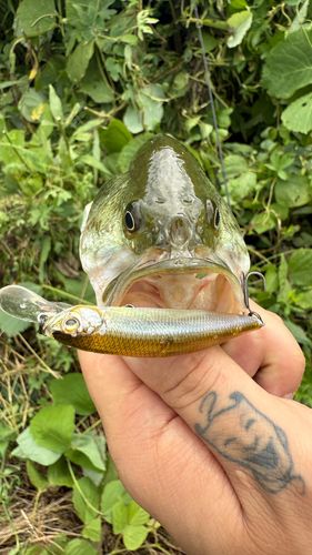 ラージマウスバスの釣果