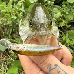 ラージマウスバス