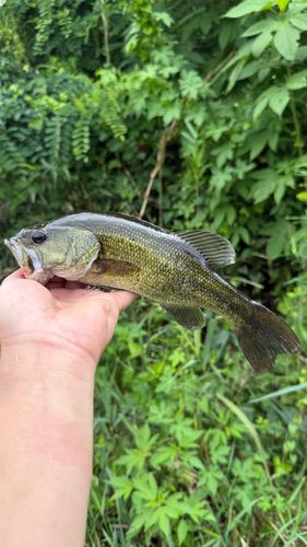 ラージマウスバスの釣果