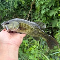 ラージマウスバス