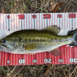 ラージマウスバス