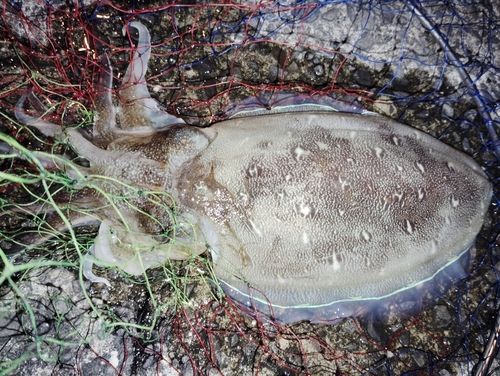 コウイカの釣果