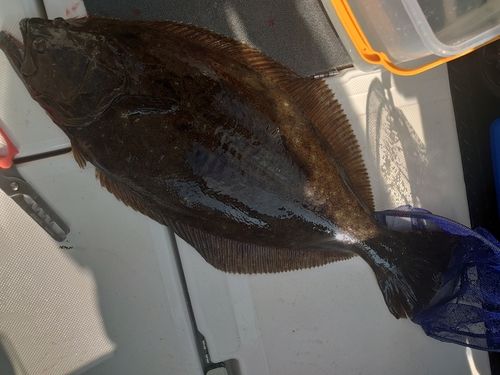 ヒラメの釣果