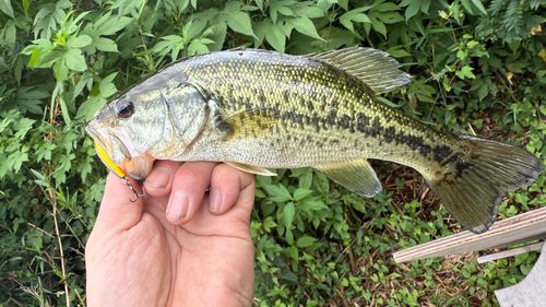 ラージマウスバスの釣果