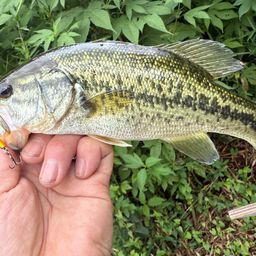 ラージマウスバス