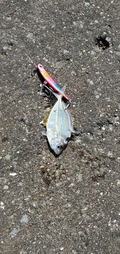 ヒイラギの釣果