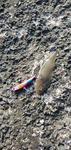 シタビラメの釣果