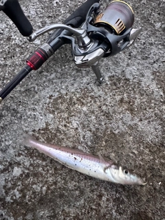シロギスの釣果