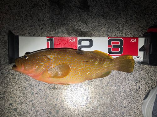 キジハタの釣果