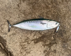 マルソウダの釣果